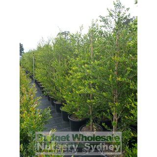 Acmena Smithii Minor Extra Large 400Mm Pot Plants