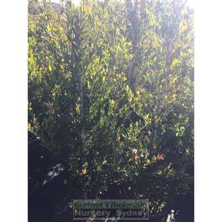 Acmena Smithii Minor Extra Large 400Mm Pot Plants