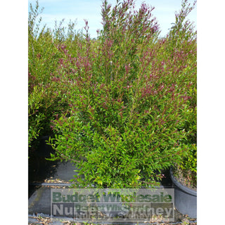 Acmena Smithii Minor Extra Large 400Mm Pot Plants