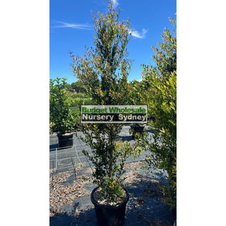Acmena Smithii Minor Extra Large 400Mm Pot Plants