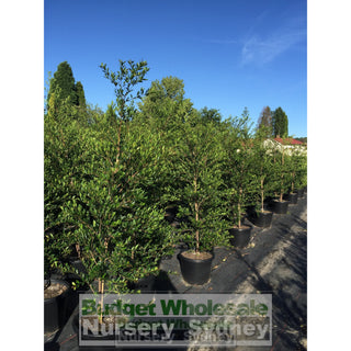 Acmena Smithii Minor Extra Large 400Mm Pot Plants