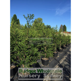 Acmena Smithii Minor Extra Large 400Mm Pot Plants