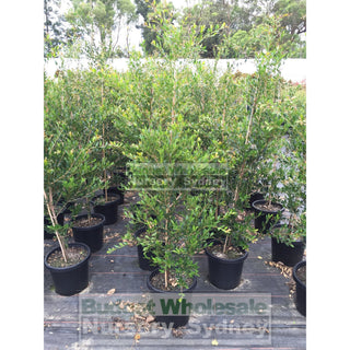 Acmena Smithii Minor Large 300Mm Pot Plants