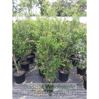 Acmena Smithii Minor Large 300Mm Pot Plants