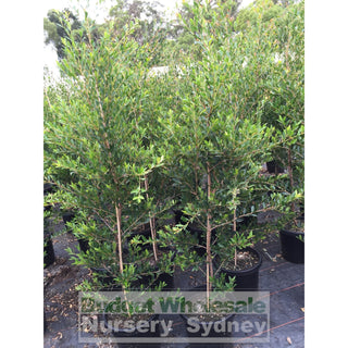 Acmena Smithii Minor Large 300Mm Pot Plants