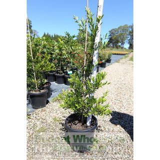 Acmena Smithii Minor Large 300Mm Pot Plants
