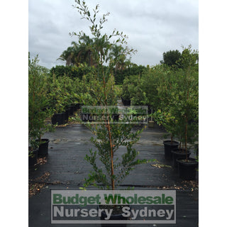 Acmena Smithii Minor Large 300Mm Pot Plants