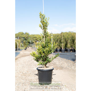 Acmena Smithii Minor Large 300Mm Pot Plants