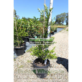Acmena Smithii Minor Large 300Mm Pot Plants