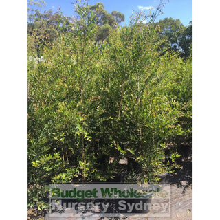 Acmena Smithii Minor Large 300Mm Pot Plants
