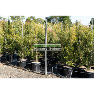 Acmena Smithii Minor Large 300Mm Pot Plants