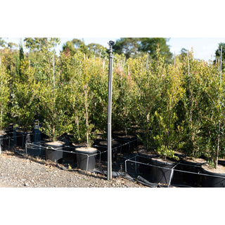 Acmena Smithii Minor Large 300Mm Pot Plants