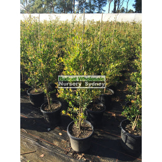Acmena Smithii Minor Large 300Mm Pot Plants
