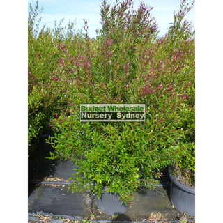 Acmena Smithii Minor Red Tip Extra Large 400Mm Pot Plants