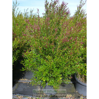 Acmena Smithii Minor Red Tip Extra Large 400Mm Pot Plants