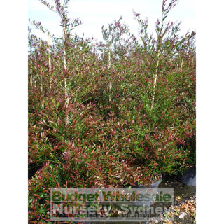 Acmena Smithii Minor Red Tip Large 300Mm Pot Plants