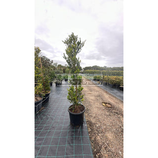 Acmena Smithii Minor Xxxlarge 500Mm Pot - Advanced Lily Pilly. Instant Screening Plant Plants