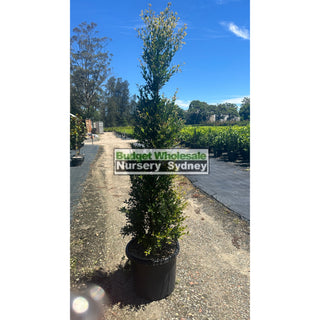 Acmena Smithii Minor Xxxlarge 500Mm Pot - Advanced Lily Pilly. Instant Screening Plant Plants