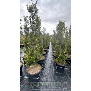 Acmena Smithii Minor Xxxlarge 500Mm Pot - Advanced Lily Pilly. Instant Screening Plant Plants