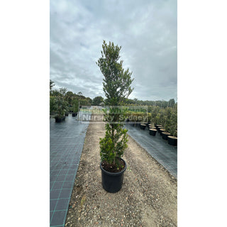 Acmena Smithii Minor Xxxlarge 500Mm Pot - Advanced Lily Pilly. Instant Screening Plant Plants