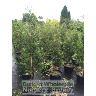 Acmena Smithii Minor Xxxlarge 500Mm Pot - Advanced Lily Pilly. Instant Screening Plant Plants