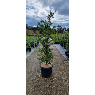 Acmena Smithii Minor Xxxlarge 500Mm Pot - Advanced Lily Pilly. Instant Screening Plant Plants