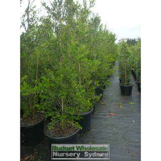 Acmena Smithii Minor Xxxlarge 500Mm Pot - Advanced Lily Pilly. Instant Screening Plant Plants