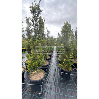 Acmena Smithii Minor Xxxlarge 500Mm Pot - Advanced Lily Pilly. Instant Screening Plant Plants