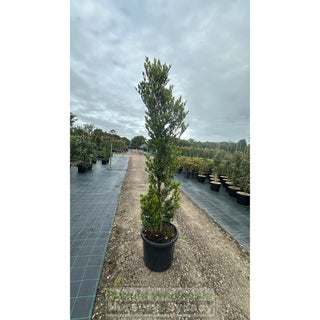 Acmena Smithii Minor Xxxlarge 500Mm Pot - Advanced Lily Pilly. Instant Screening Plant Plants