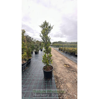Acmena Smithii Minor Xxxlarge 500Mm Pot - Advanced Lily Pilly. Instant Screening Plant Plants