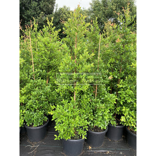 Acmena Smithii Xlarge 400Mm / 45L Pot Plants