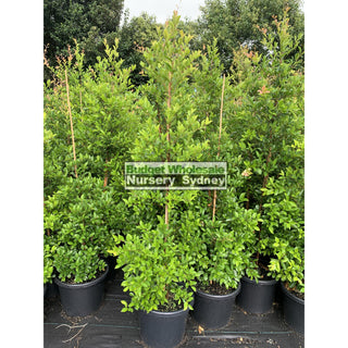 Acmena Smithii Xlarge 400Mm / 45L Pot Plants