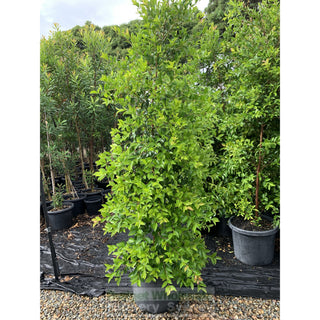 Acmena Smithii Xxlarge 500Mm / 75L Pot Plants