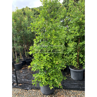 Acmena Smithii Xxlarge 500Mm / 75L Pot Plants