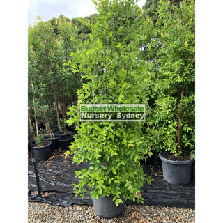 Acmena Smithii Xxlarge 500Mm / 75L Pot Plants