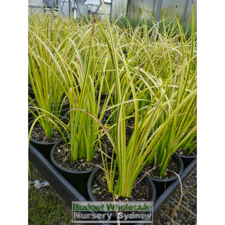 Acorus Gramineus Ogon 125Mm Pots Default Type