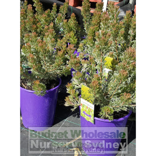 Adenanthos Cunninghamii 200Mm Default Type