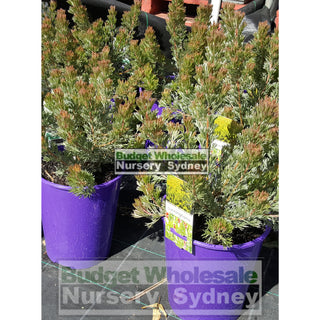 Adenanthos Cunninghamii 200Mm Default Type