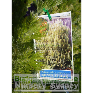 Adenanthos Sericea Silver Streak (Woolly Bush) 200Mm Default Type