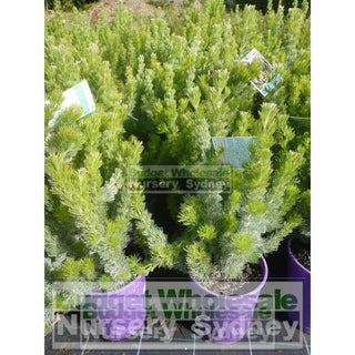 Adenanthos Sericea Silver Streak (Woolly Bush) 200Mm Default Type
