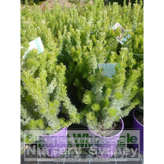 Adenanthos Sericea Silver Streak (Woolly Bush) 200Mm Default Type