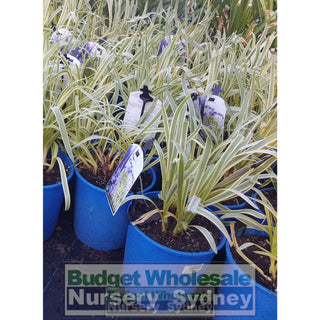 Agapanthus Gold Strike 175Mm Default Type