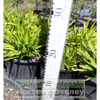 Agapanthus Peter Pan 140Mm Pots Plants