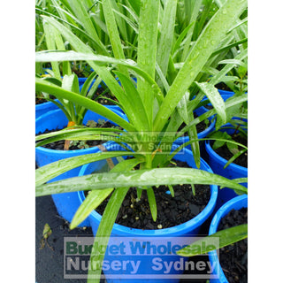 Agapanthus Praecox Blue 140Mm Pots Gift Card
