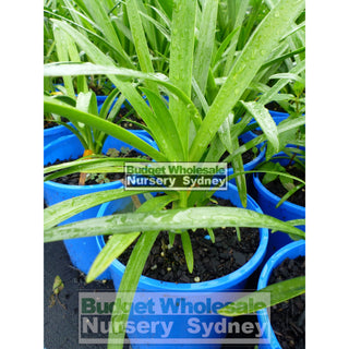Agapanthus Praecox Blue 140Mm Pots Gift Card