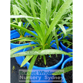 Agapanthus Praecox Blue 140Mm Pots Gift Card