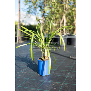 Agapanthus Praecox Blue 140Mm Pots Gift Card