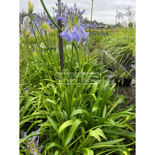 Agapanthus Praecox Blue 200Mm Pots Gift Card