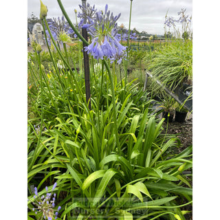 Agapanthus Praecox Blue 200Mm Pots Gift Card