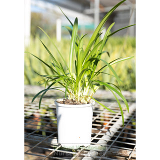Agapanthus Praecox White 140Mm Pots Gift Card